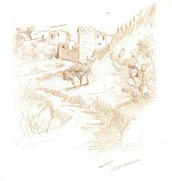 TAORMINA<BR>TAHI ANTAL RAJZA