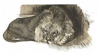 OROSZLÁN<BR>BÜTTNER HELÉN RAJZA