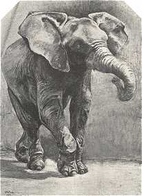 ELEFÁNT<BR>BÜTTNER HELÉN PASZTELLRAJZA