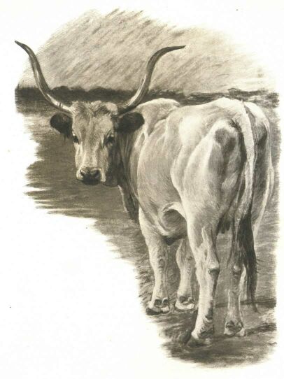 TANULMÁNY BÜTTNER HELÉN RAJZA