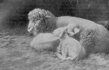 ANYA BÁRÁNYOKKAL PÁLLIK BÉLA FESTMÉNYE