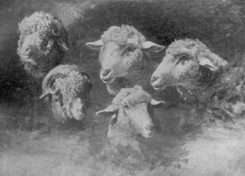 BIRKAFEJEK PÁLLIK BÉLA FESTMÉNYE