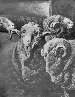 PÁLLIK BÉLA FESTMÉNYE