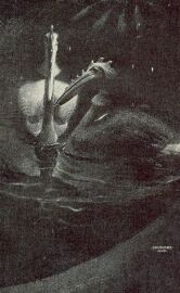 PALAEOPELICANI SIMAY IMRE RAJZA