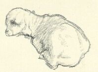 GLATZ OSZKÁR VÁZLATKÖNYVÉBŐL