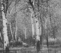 NYÍRFÁK K. SPÁNYI BÉLA FESTMÉNYE