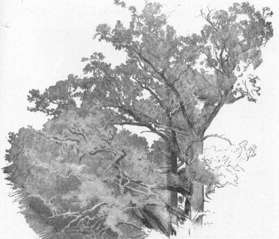 FATANULM�NY KELETY GUSZT�V RAJZA