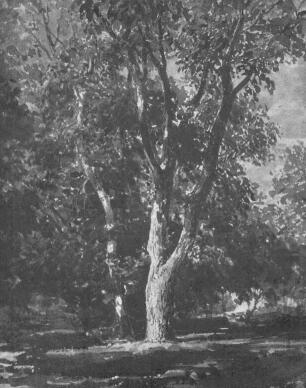 VÁROSMAJORI FATÖRZS BARABÁS MIKLÓS AQUARELLJE SZÉPMŰVÉSZETI MÚZEUM